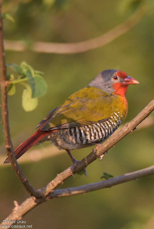 Green-winged Pytilia