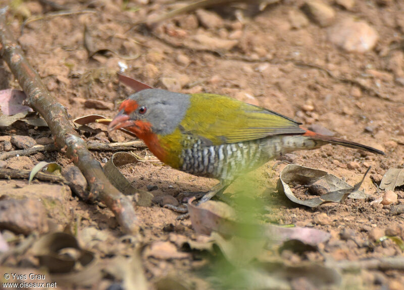 Green-winged Pytilia