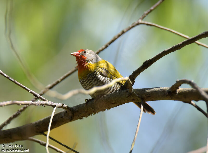 Green-winged Pytilia