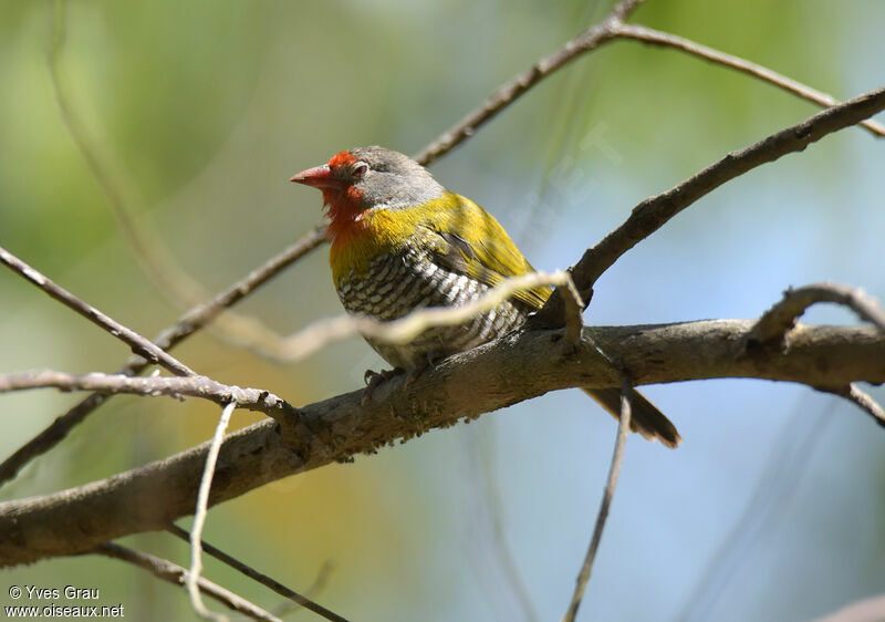 Green-winged Pytilia