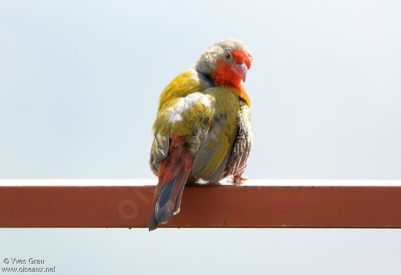 Green-winged Pytilia