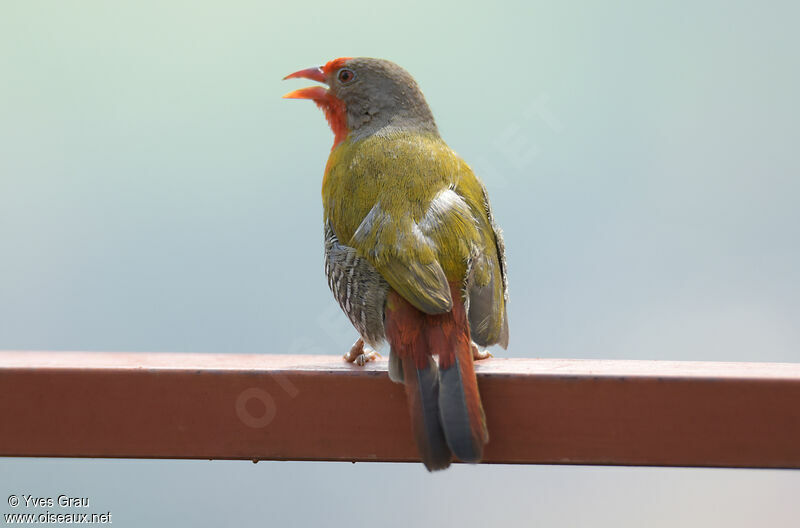 Green-winged Pytilia