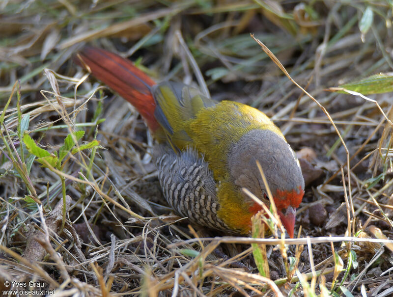 Green-winged Pytilia