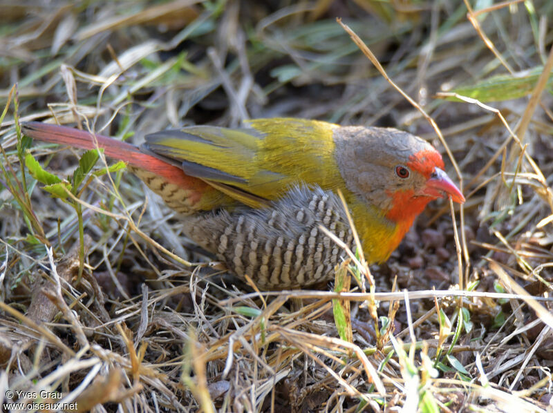 Green-winged Pytilia