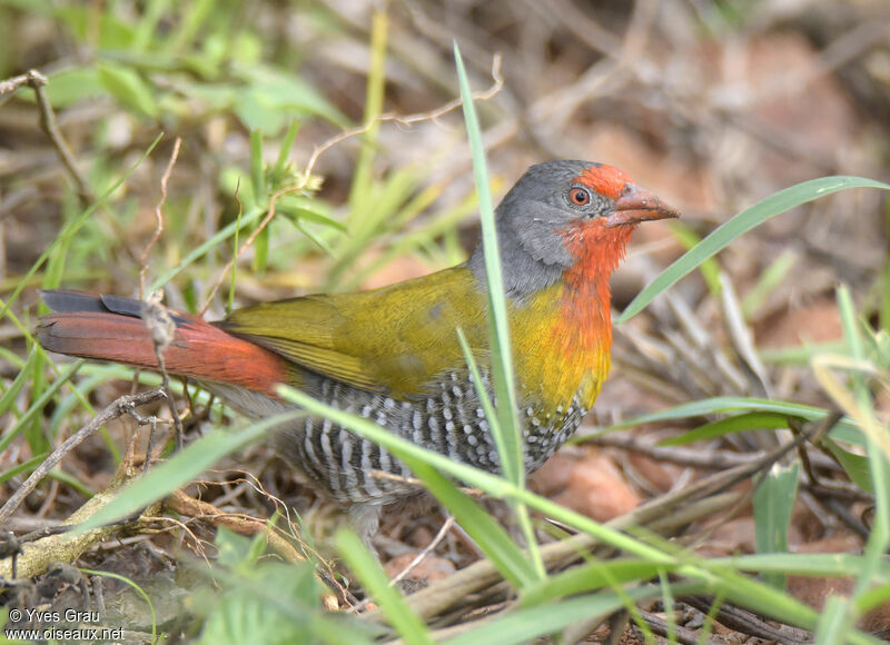 Green-winged Pytilia