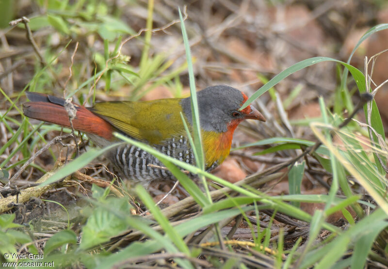 Green-winged Pytilia