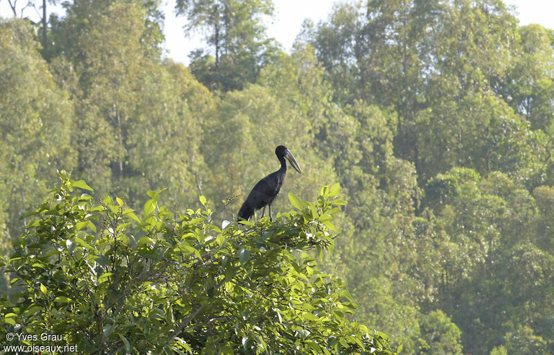 African Openbill