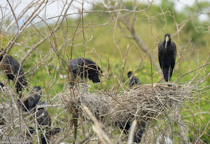 African Openbill