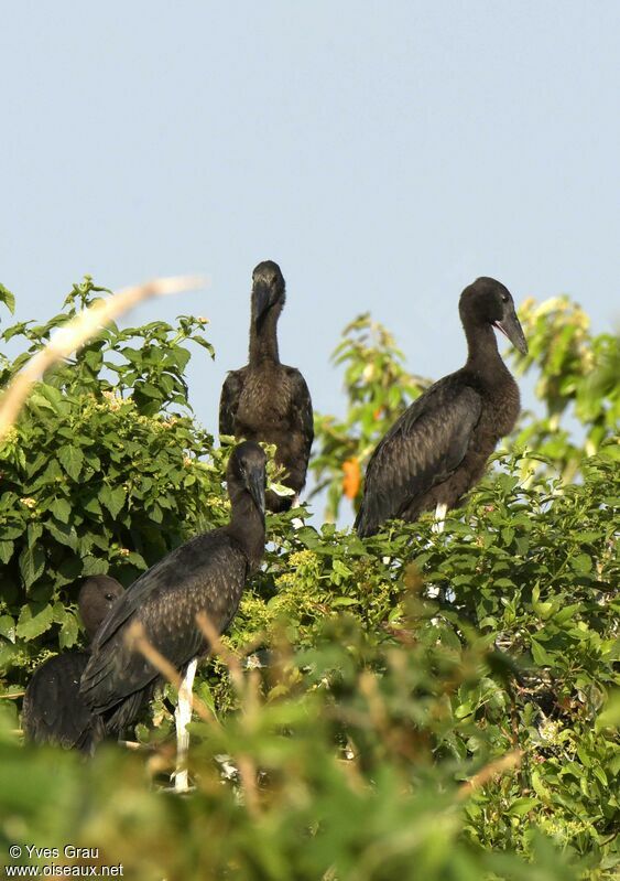 African Openbill