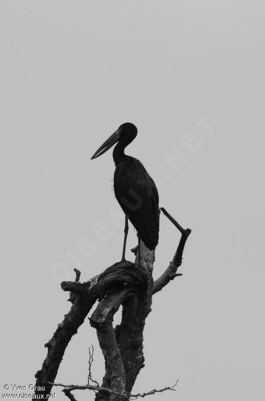 African Openbill