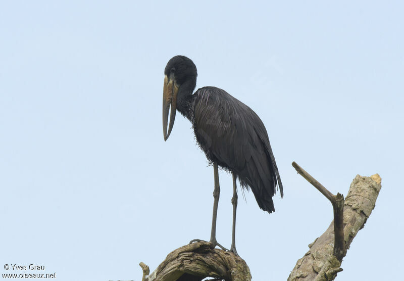 African Openbill