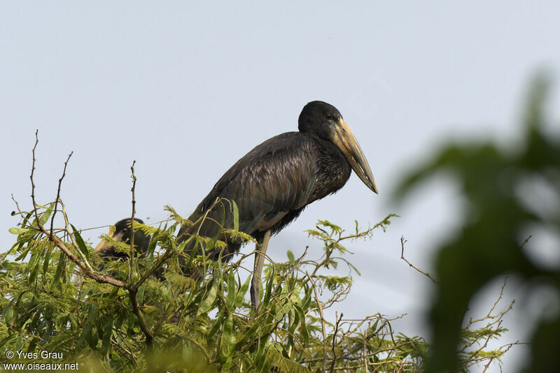 African Openbill