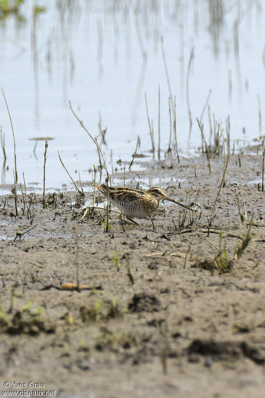 African Snipe