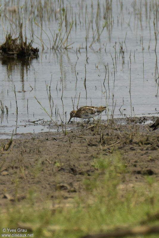 African Snipe