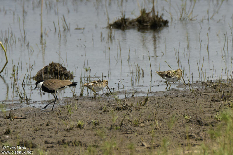 African Snipe