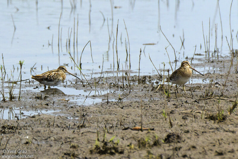 African Snipe