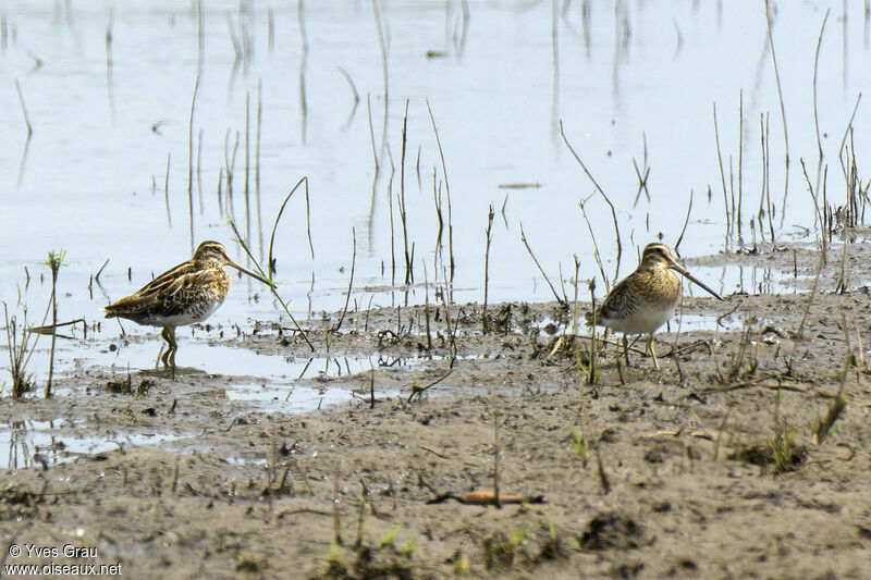 African Snipe