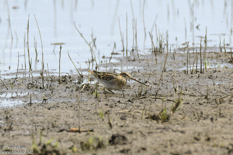 African Snipe