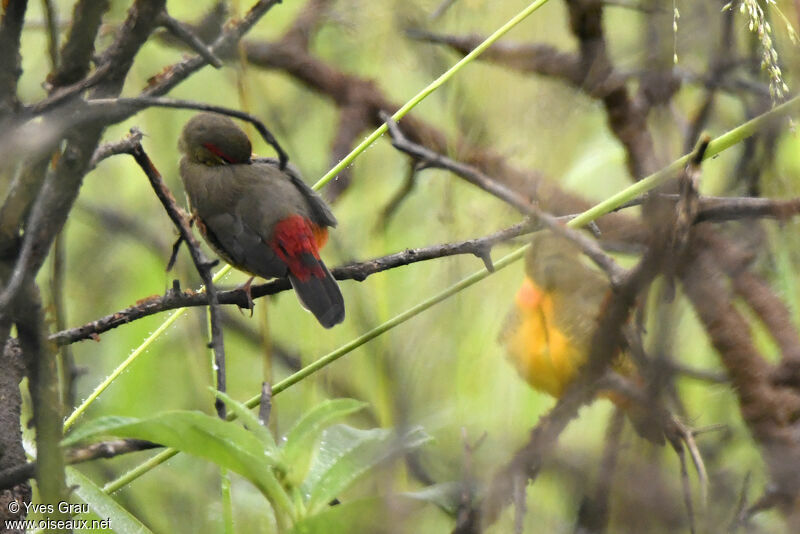 Orange-breasted Waxbill