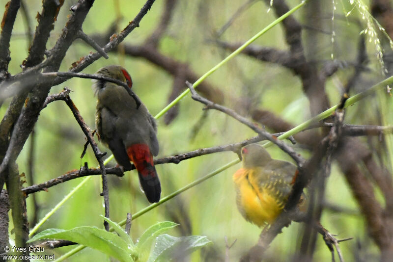 Orange-breasted Waxbill