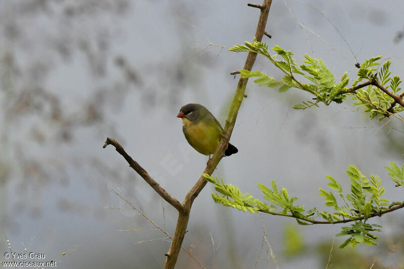 Orange-breasted Waxbill