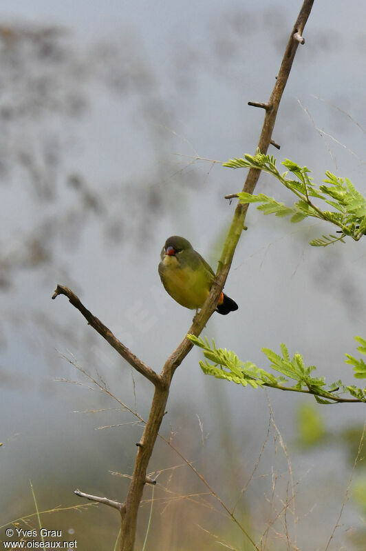 Orange-breasted Waxbill