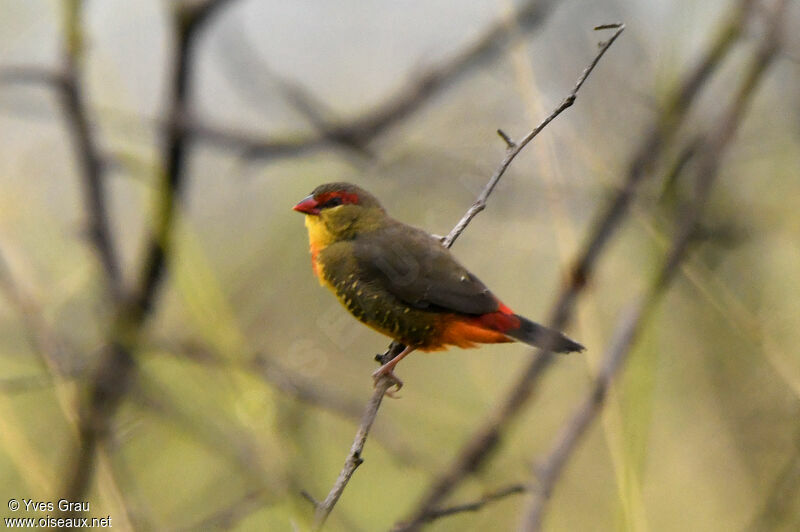 Orange-breasted Waxbill