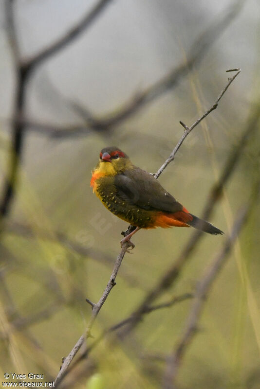 Orange-breasted Waxbill