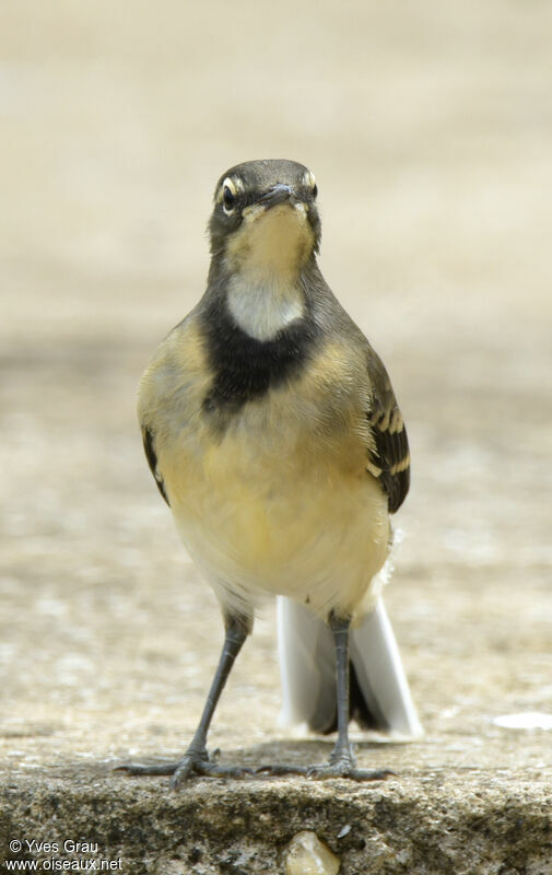 Cape Wagtail