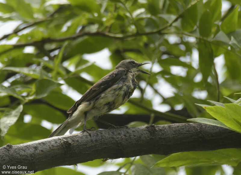 Cape Wagtail