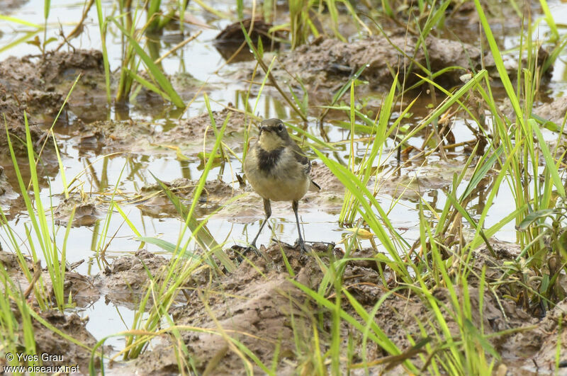 Cape Wagtail