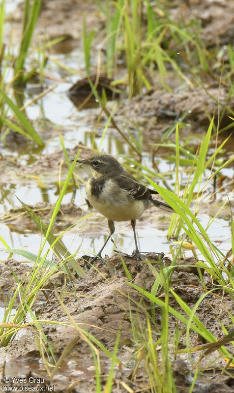 Cape Wagtail