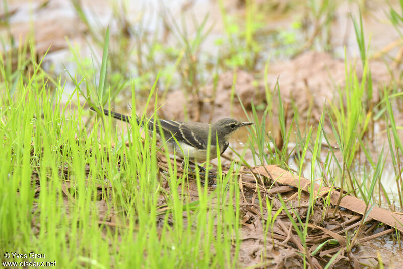 Cape Wagtail