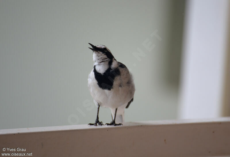 African Pied Wagtail