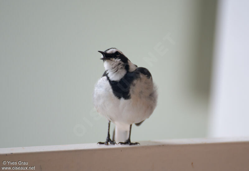 African Pied Wagtail