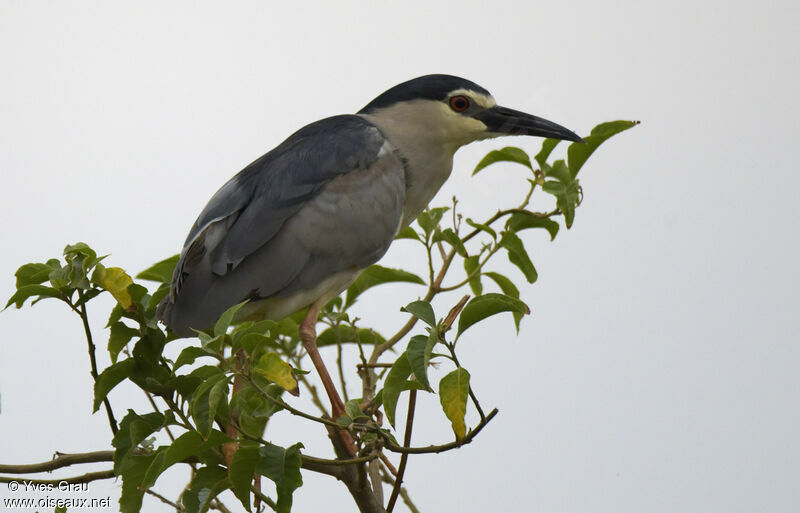 Black-crowned Night Heron