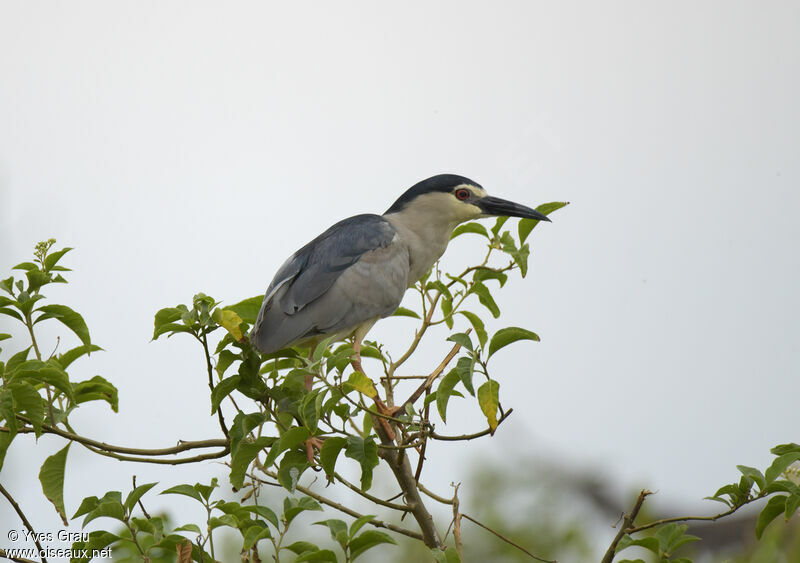 Black-crowned Night Heron