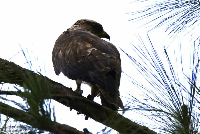 European Honey Buzzard