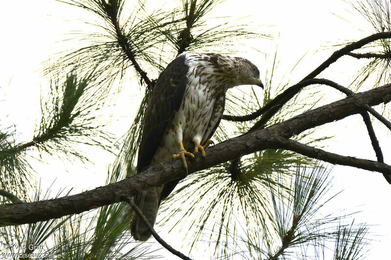 European Honey Buzzard