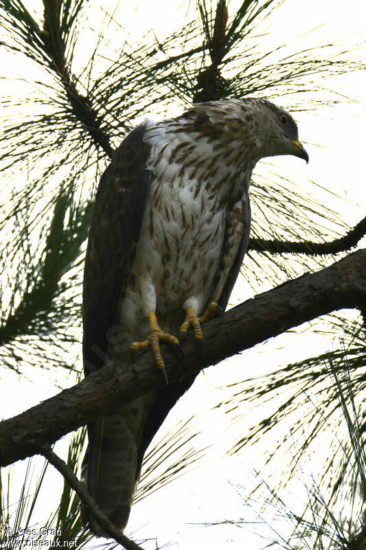 European Honey Buzzard