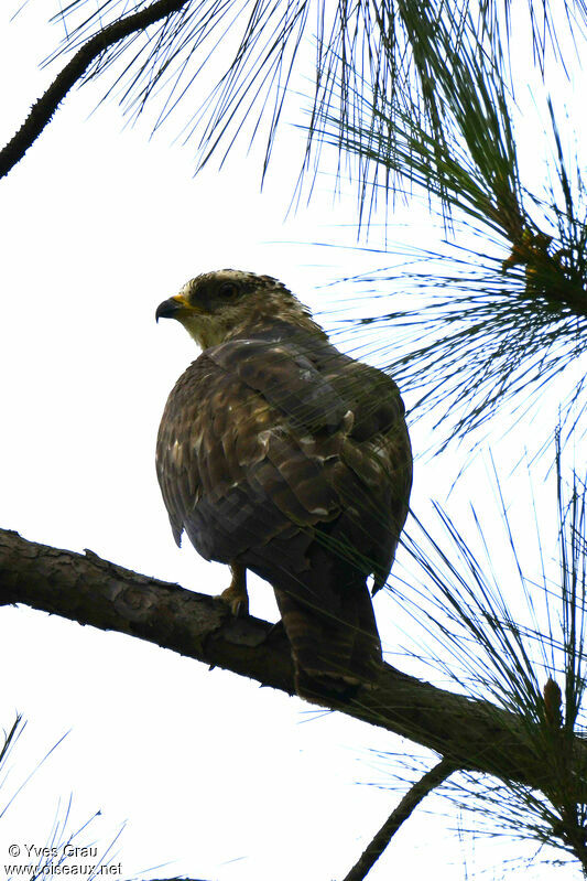 European Honey Buzzard