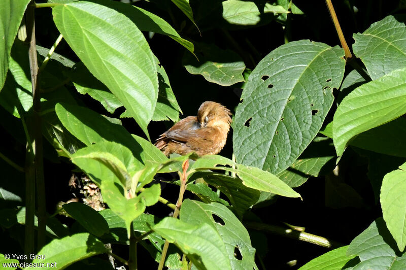 Cinnamon Bracken Warbler