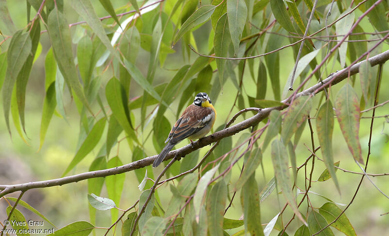 Bruant à poitrine dorée