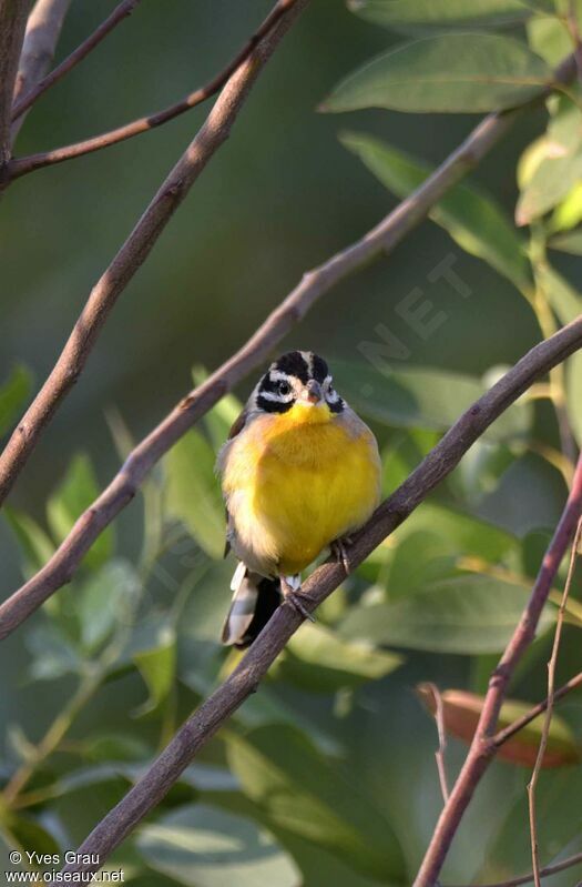 Golden-breasted Bunting