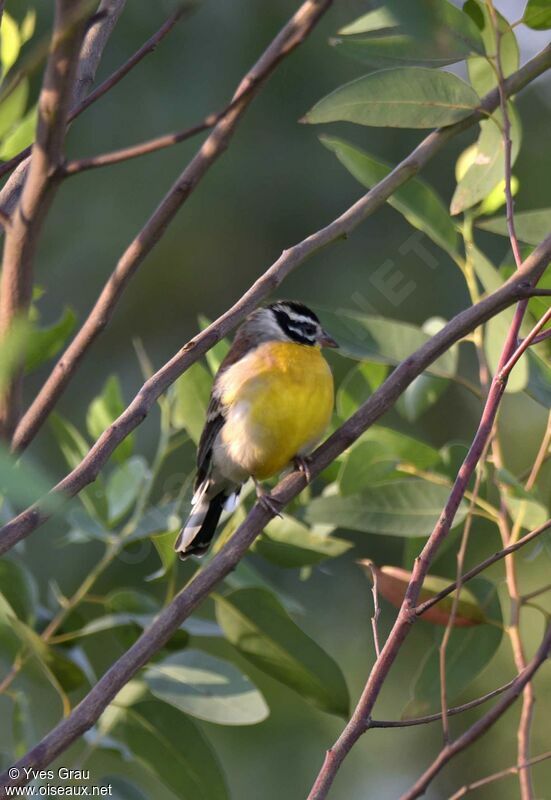 Bruant à poitrine dorée