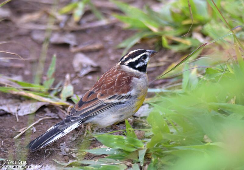 Bruant à poitrine dorée