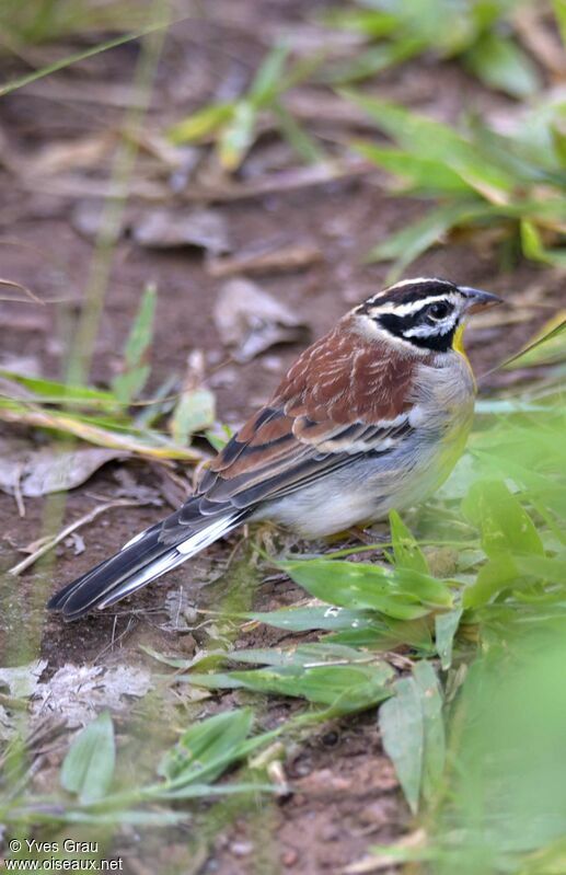 Bruant à poitrine dorée