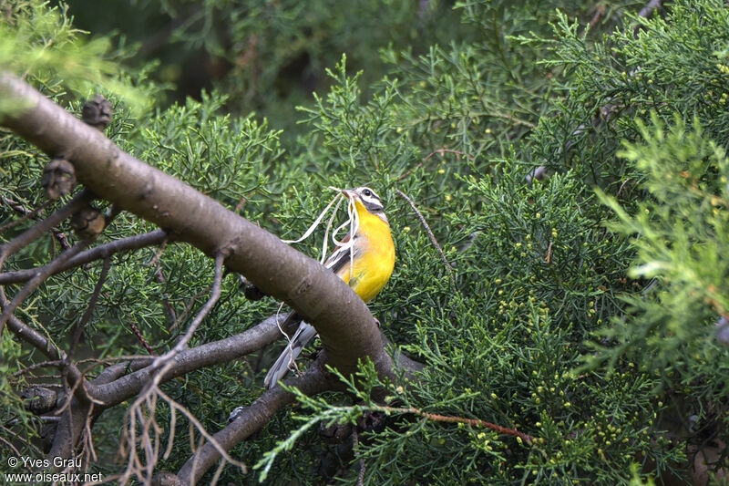 Golden-breasted Bunting