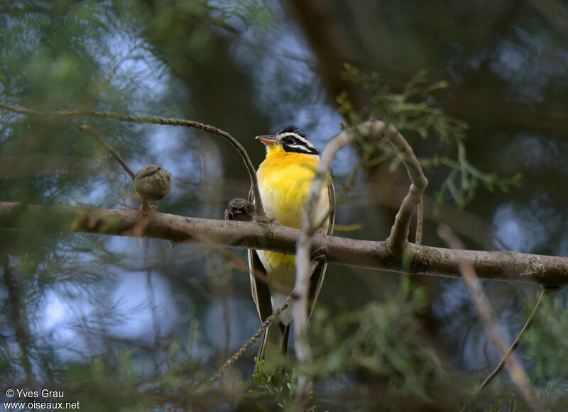 Golden-breasted Bunting