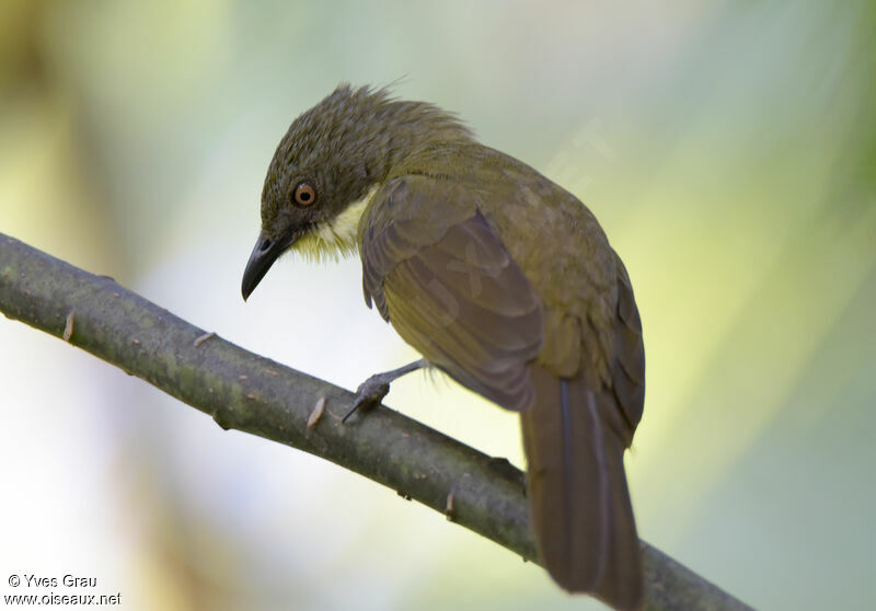 Bulbul à gorge claire